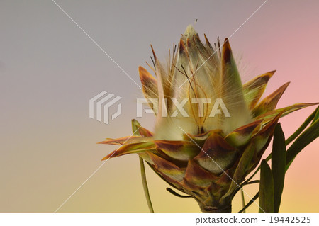 Ruka dendron Pulmosus 19442525