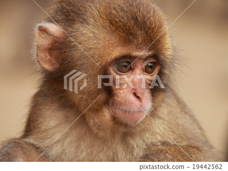 兒童(夏洛特) 兒童(夏洛特) 19442562