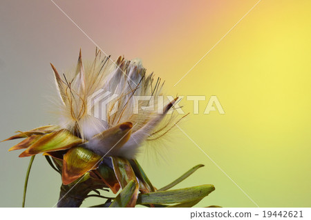 Ruka dendron Pulmosus 19442621