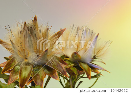 Ruka dendron Pulmosus 19442622