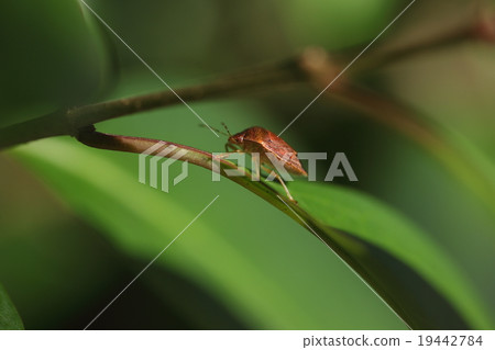 Living thing insect chabnea blue bug, not blue but individuals that overwinter seems to be in this color ② 19442784