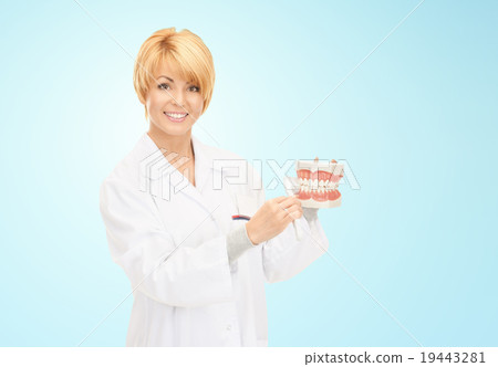 happy female doctor with toothbrush and jaws model happy female doctor with toothbrush and jaws model 19443281