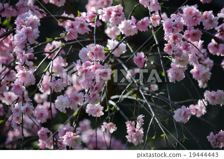 盛開的盛開的桃子,蕨鷗,花桃 盛開的盛開的桃子,蕨鷗,花桃 19444443