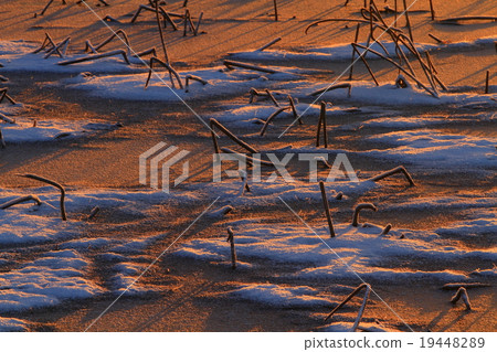 Morning of Izu-numa, Kurihara-shi, Miyagi prefecture Morning of Izu-numa, Kurihara-shi, Miyagi prefecture 19448289