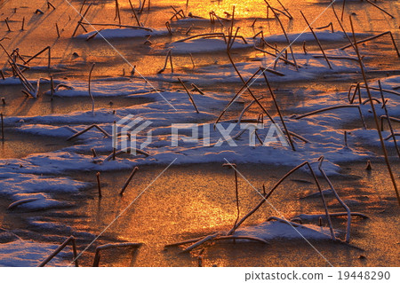 宮城縣栗原市伊豆沼的早晨 19448290