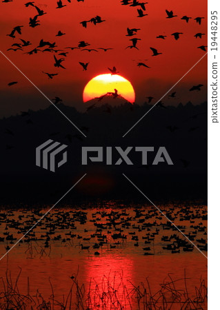 宮城縣栗原市伊豆沼的早晨 19448295