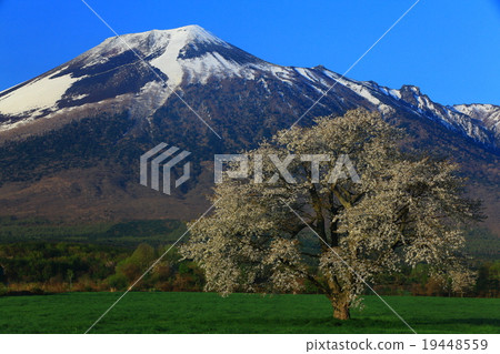 八幡平的一棵櫻花，岩手縣Shobo Makino 19448559