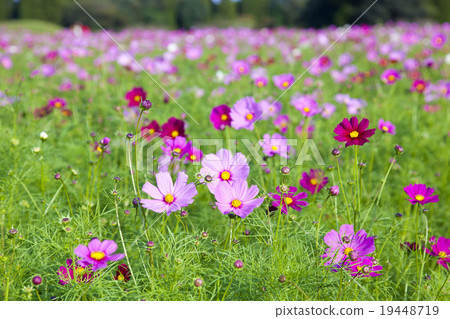 Cosmos of Saikihara 19448719