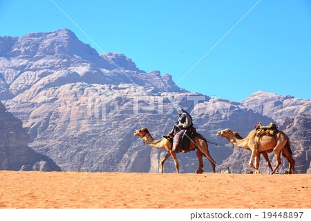 Desert camel 19448897