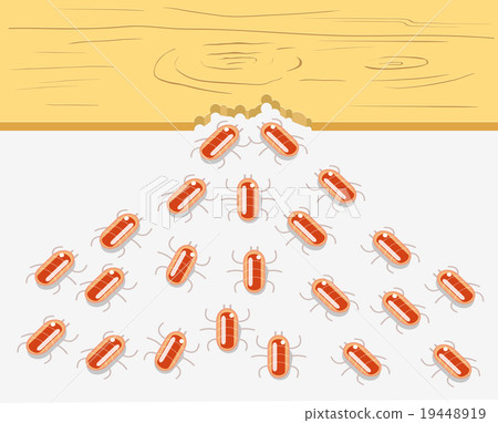 Termites eat piece of wood Termites eat piece of wood 19448919