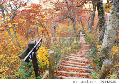 Autumn leaves on Oyama mountain path Autumn leaves on Oyama mountain path 19448980