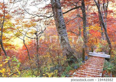 在Oyama山道路的秋葉 19448982