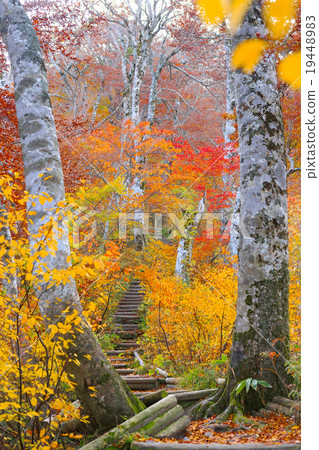 Autumn leaves on Oyama mountain path 19448983