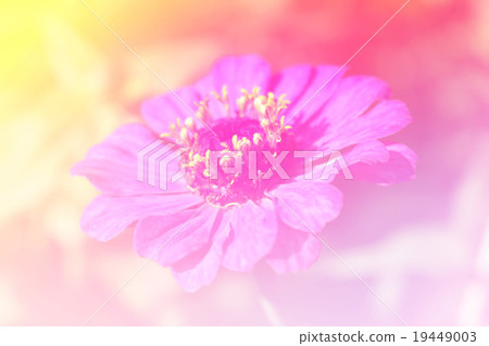 Pink flower bright background convept 19449003