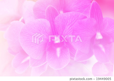 Pink flower bright background convept 19449005