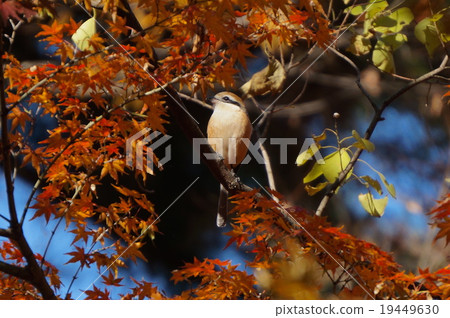 Autumn leaves and Mos 19449630