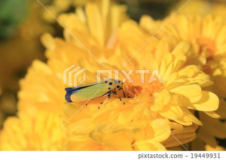 Tsunami giant yellow leek and chrysanthemum flower 19449931