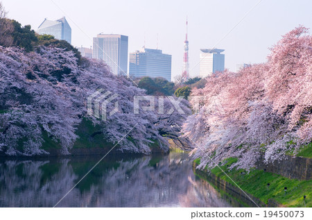 東京 櫻花 櫻 19450073