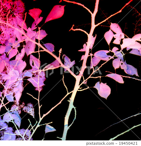 Graphic nature illustration on black background Graphic nature illustration on black background 19450421