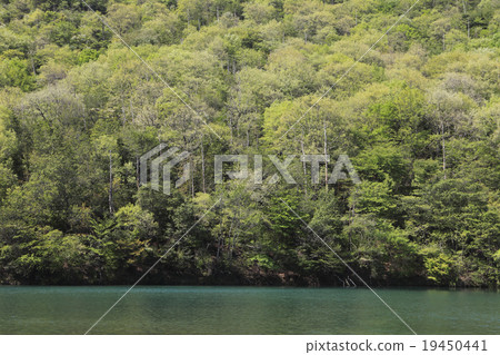 The fresh green of the mountain at Ikejiri 19450441