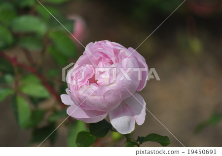 Charles Rennie Mackintosh blooming out Charles Rennie Mackintosh blooming out 19450691