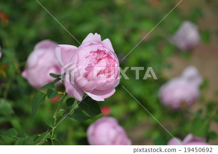 Charles Rennie Mackintosh in full bloom Charles Rennie Mackintosh in full bloom 19450692