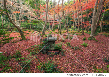 Late autumn of Gioji 19450877