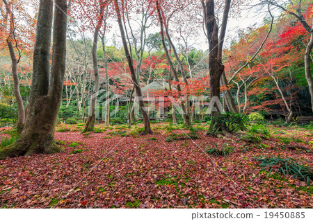 Late autumn of Gioji Late autumn of Gioji 19450885