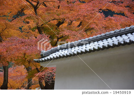 Autumn leaves of old Kamakura city 19450919