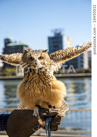 Bengal Eagleworm Bengal Eagleworm 19450932