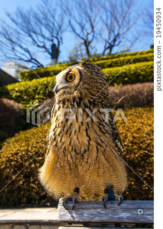 Bengal Eagleworm Bengal Eagleworm 19450934