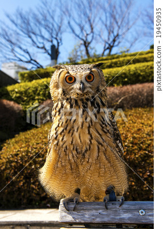 Bengal Eagleworm Bengal Eagleworm 19450935