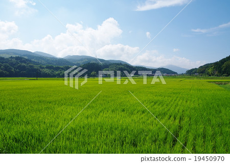 Paddy field Paddy field 19450970