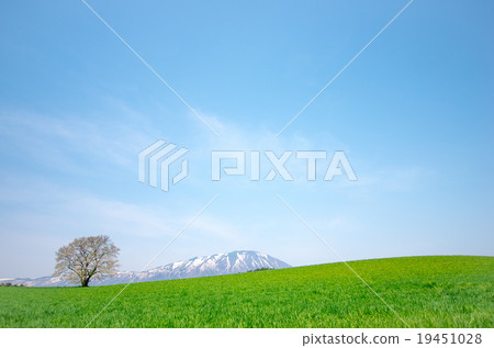 岩手縣 小岩井農場 一本櫻 19451028