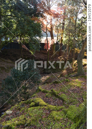 Valley of autumn leaves / Nara city Nara prefecture Valley of autumn leaves / Nara city Nara prefecture 19451079