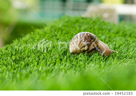The journey of snail. The journey of snail. 19452183