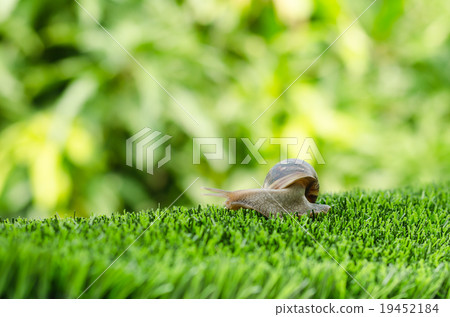 The journey of snail. The journey of snail. 19452184