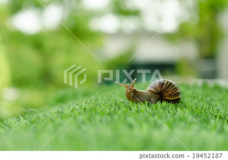 The journey of snail. The journey of snail. 19452187