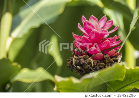 Ginger Alpinia 19452290