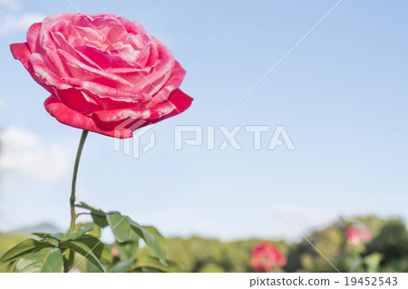 Rose and roses Rose and roses 19452543