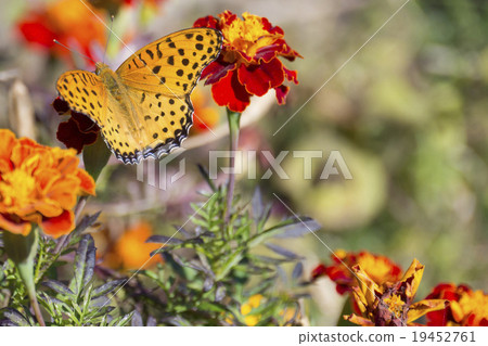 Butterflies smoking flower honey 19452761