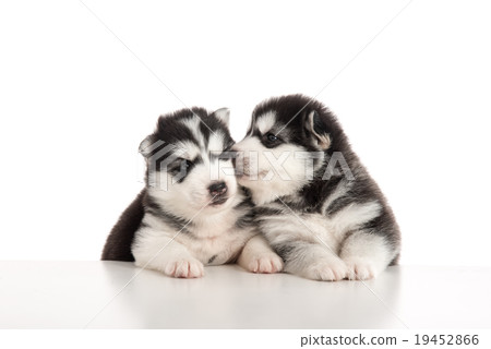 Two siberian husky puppies kissing Two siberian husky puppies kissing 19452866
