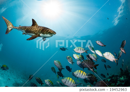 Great White shark ready to attack 19452963