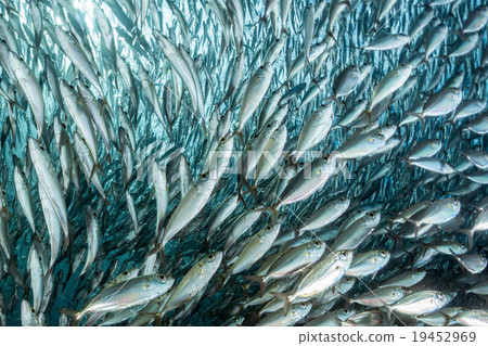 sardine school of fish underwater sardine school of fish underwater 19452969