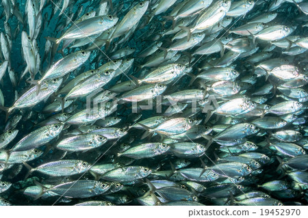 sardine school of fish underwater sardine school of fish underwater 19452970