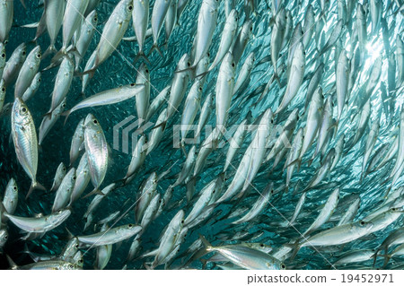 sardine school of fish underwater 19452971