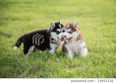 Two Cute siberian husky puppy standing and looking Two Cute siberian husky puppy standing and looking 19453216