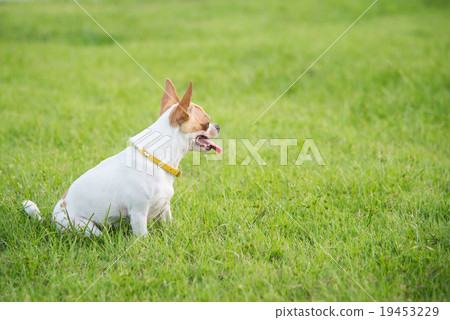 Cute chihuahua sitting and looking Cute chihuahua sitting and looking 19453229