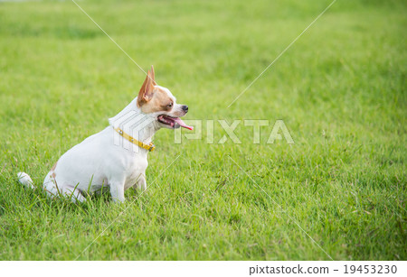 Cute chihuahua sitting and looking 19453230