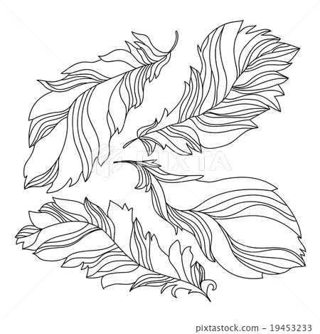 Collection of contour feathers Collection of contour feathers 19453233